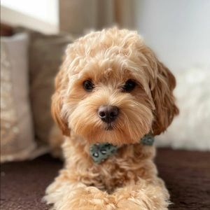 Meet your Posher, Caroline